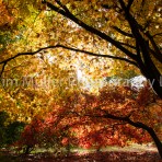 Autumn Colour (2)