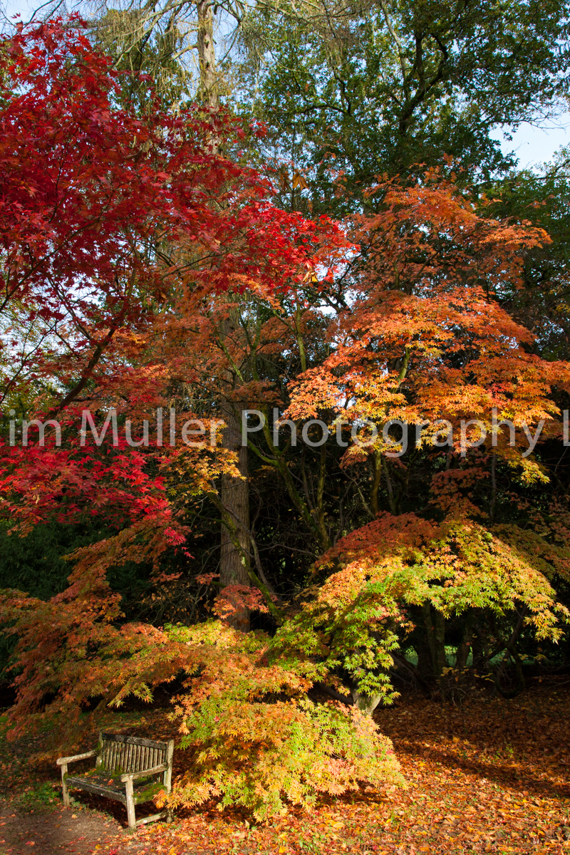 Autumn Colour (1)