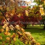 Autumn Colour (3)