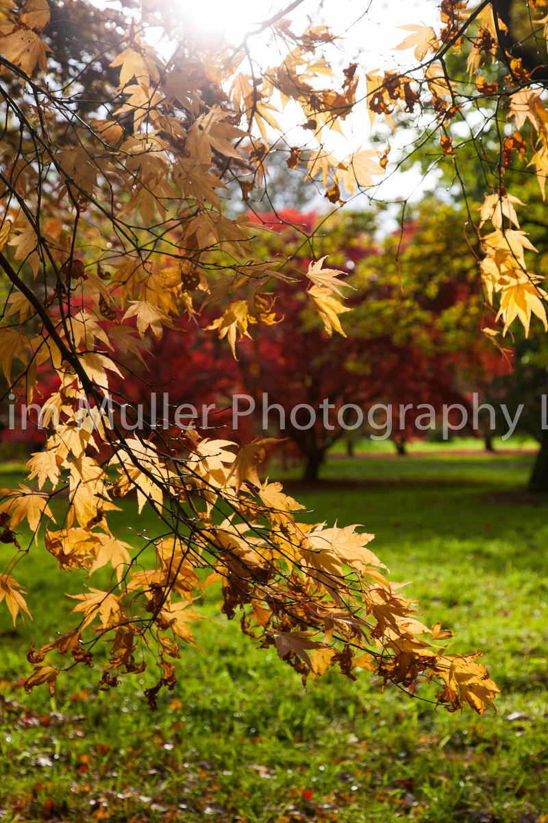 Autumn Colour (3)