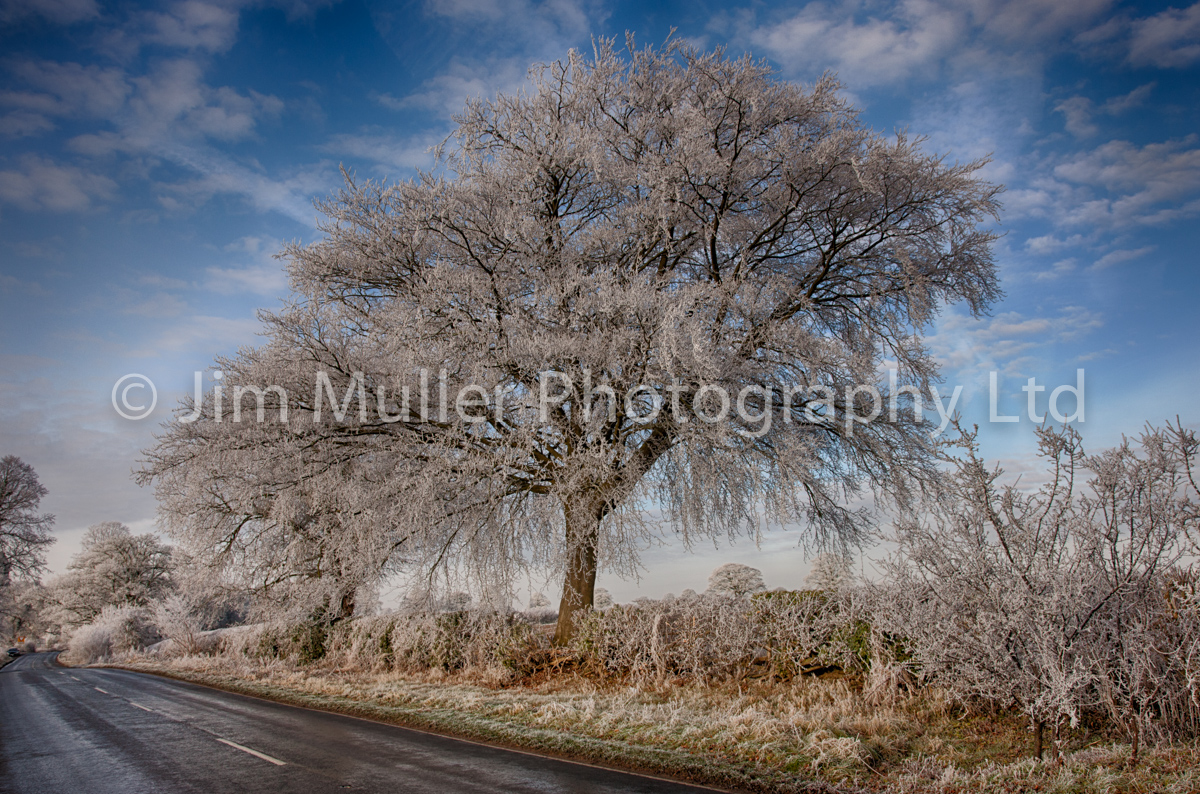 Frosty Morning