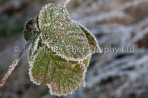 Frost (2)