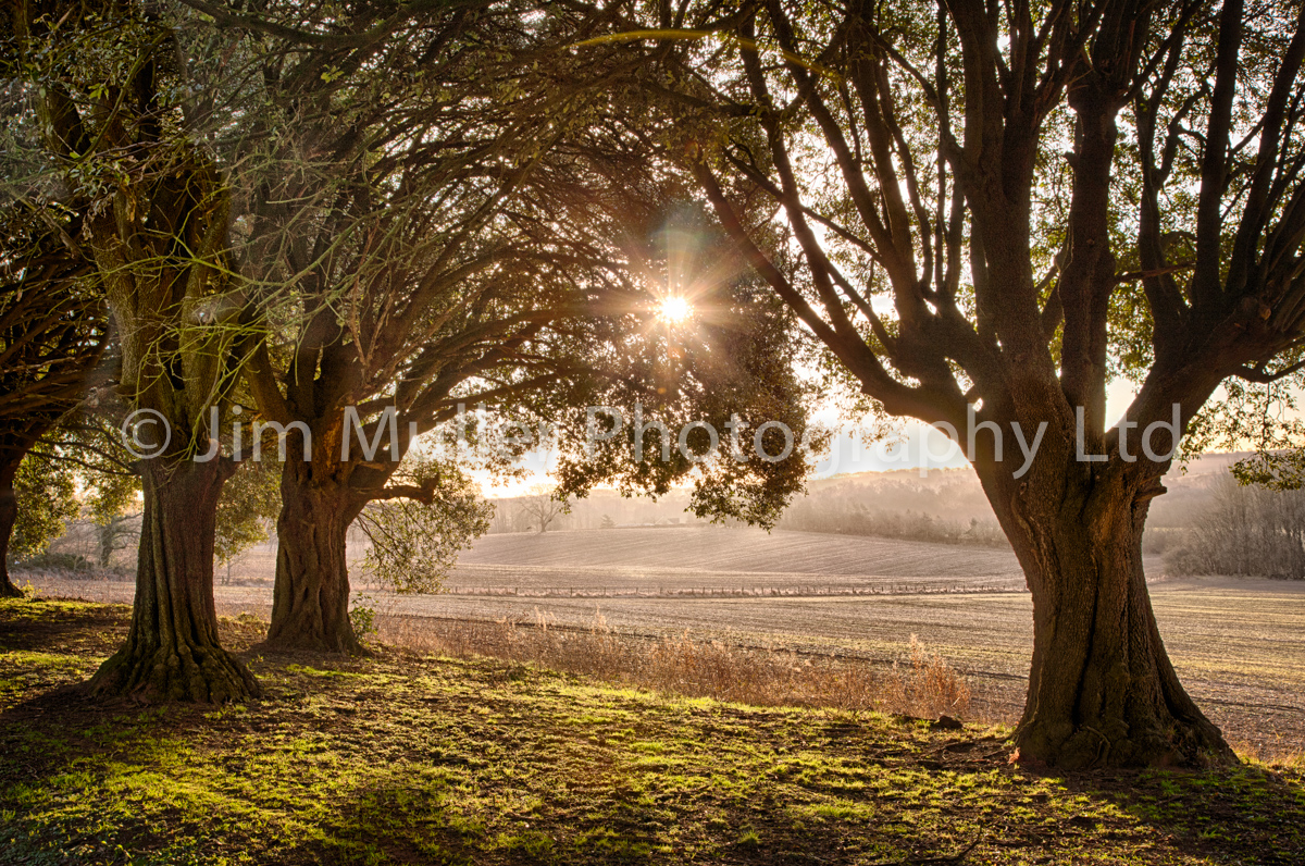 Holm Oaks