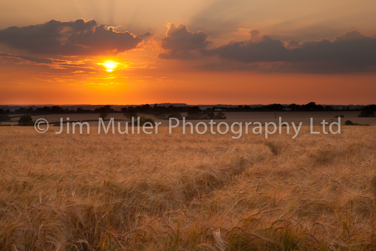 Harvest Sunset