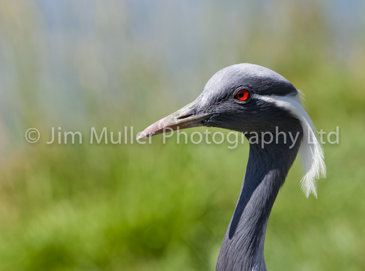 Damoiselle Crane