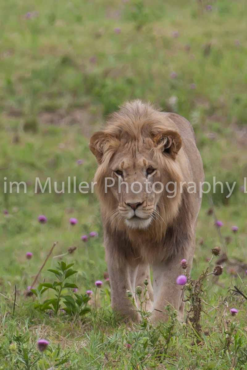 Lion on the prowl