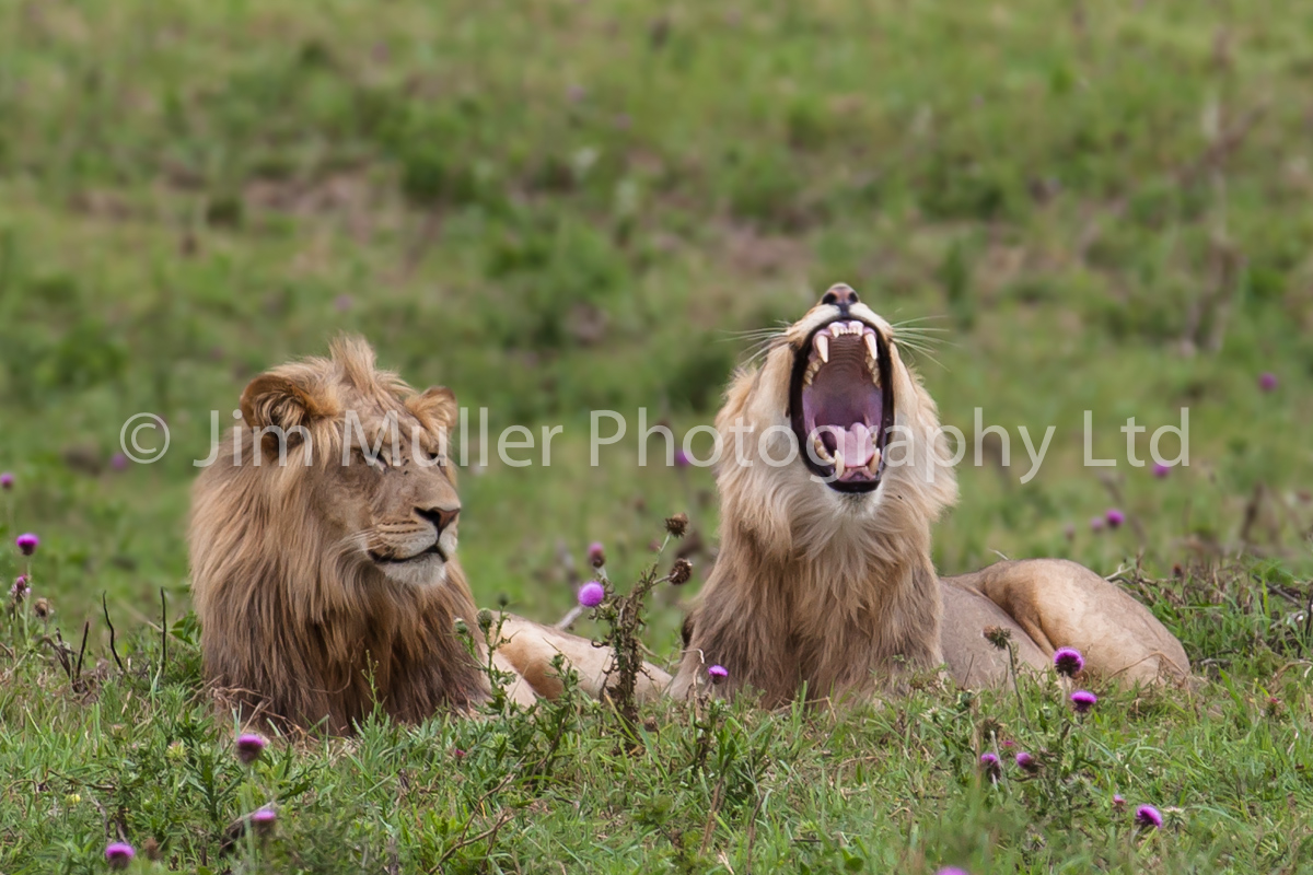 Lions at rest