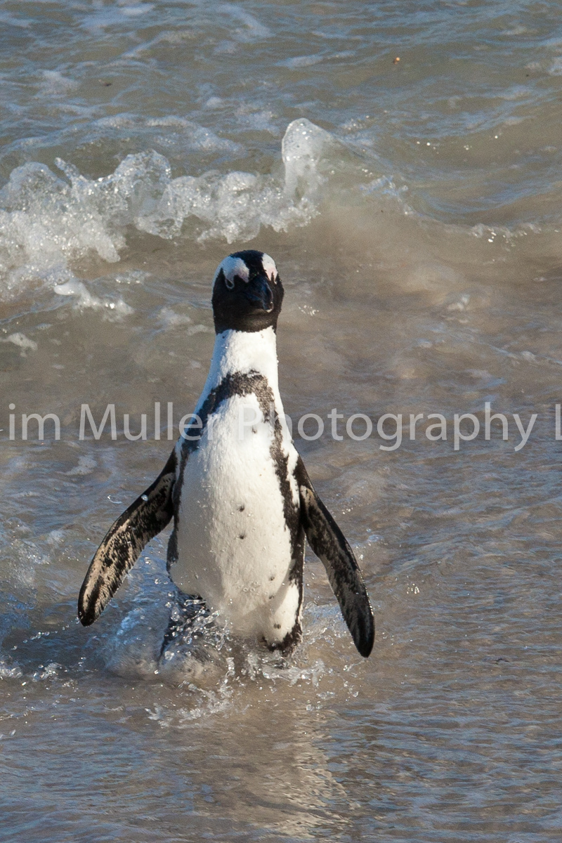 African Penguin