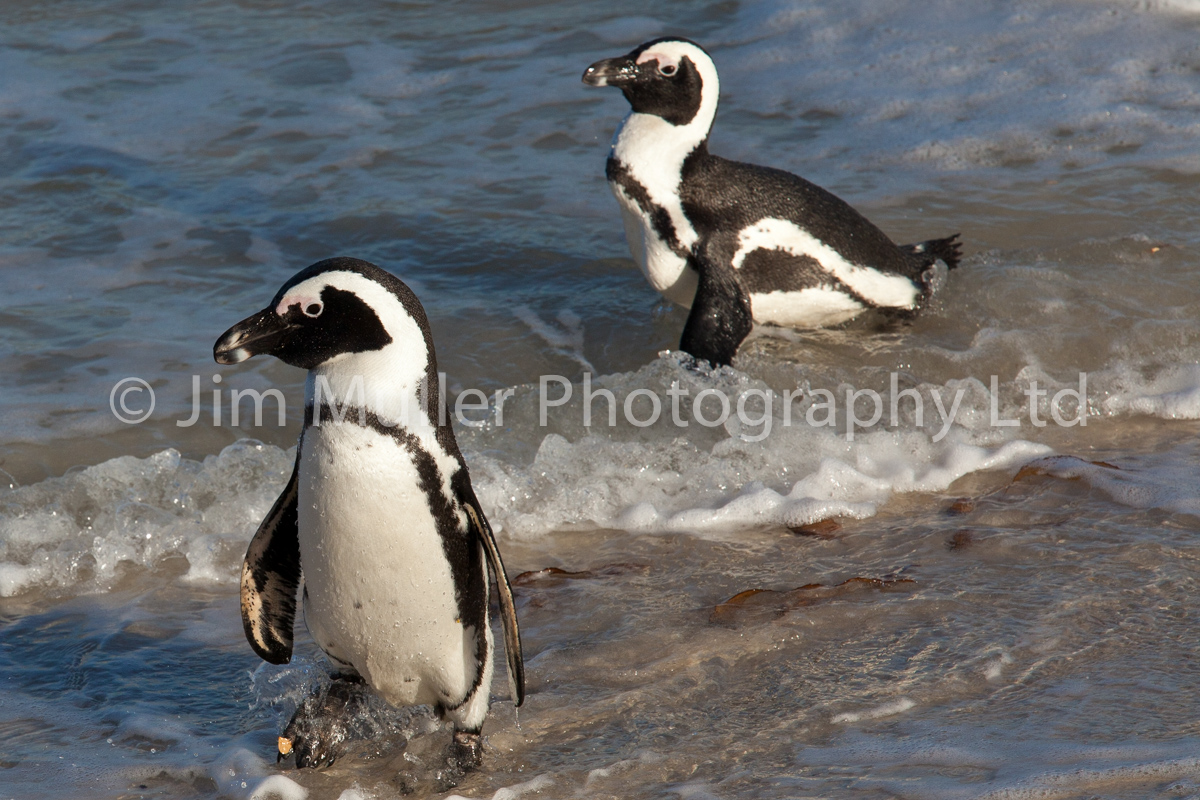 African Penguins