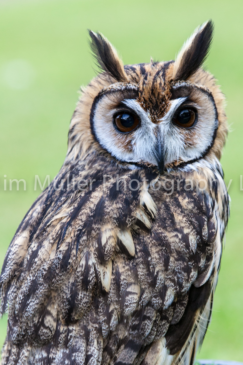 Striped Owl