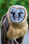 Ashy-Faced Owl