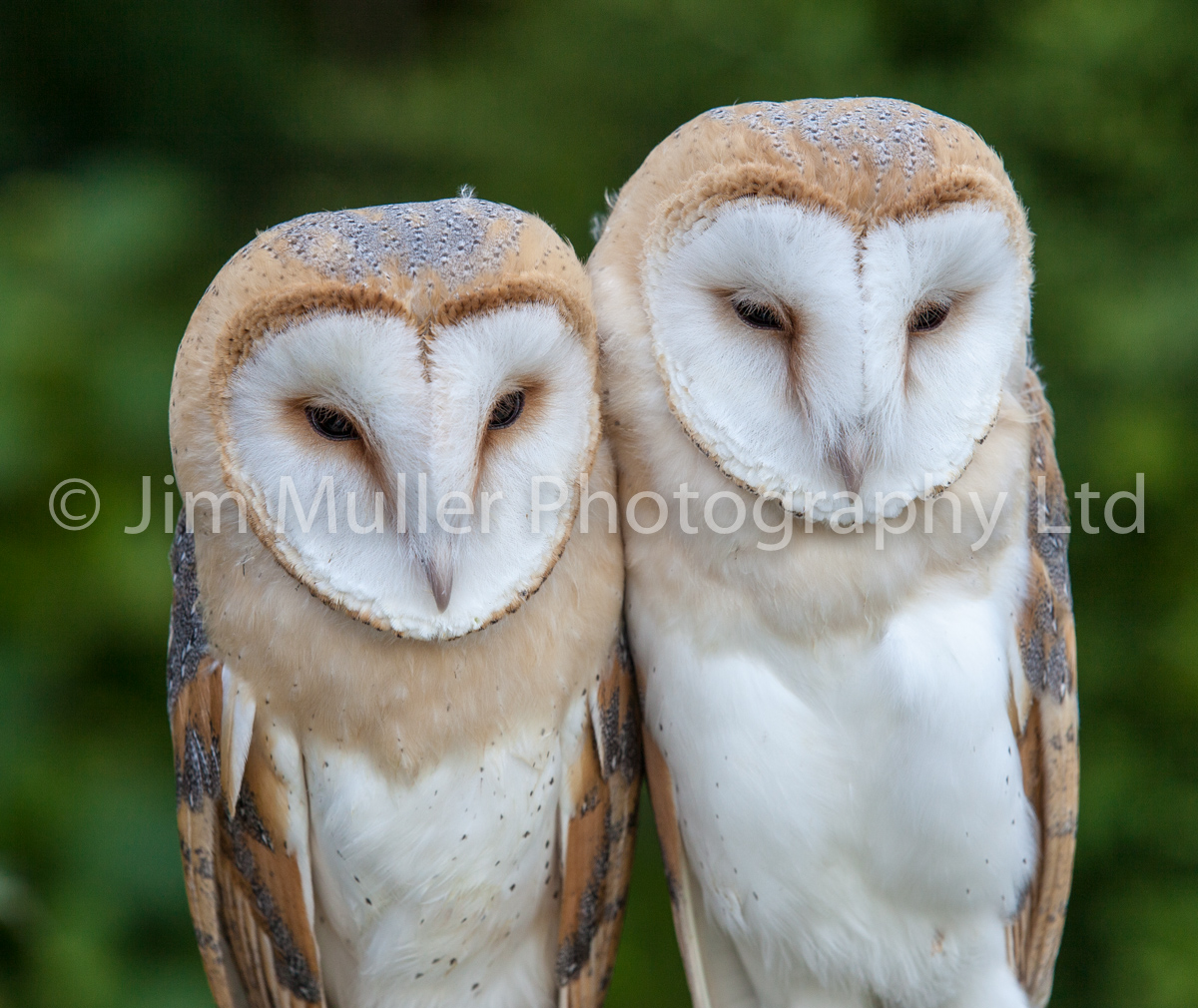 Pair of Barn Owls