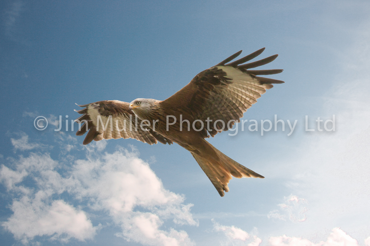 Red Kite