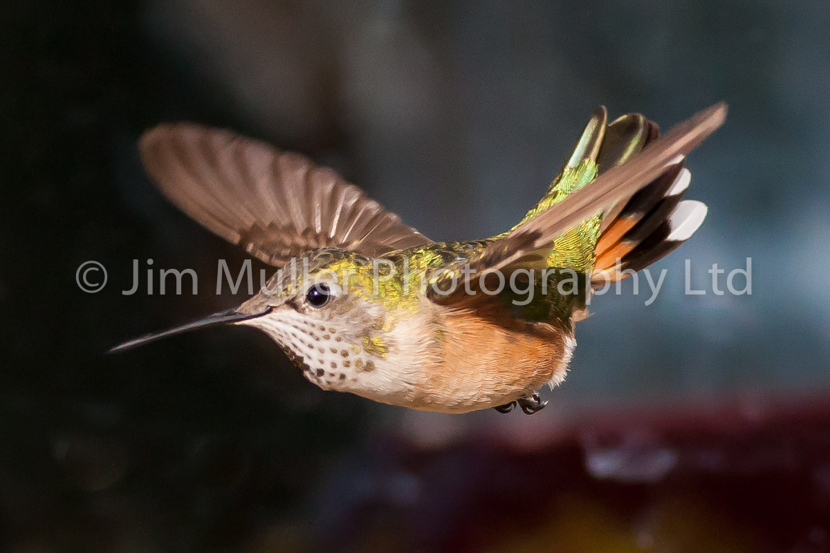 Broad-Tailed Hummingbird