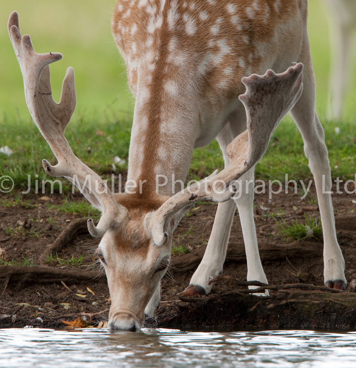 Fallow Deer (1)