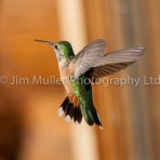 Broad-tailed Hummingbird (2)