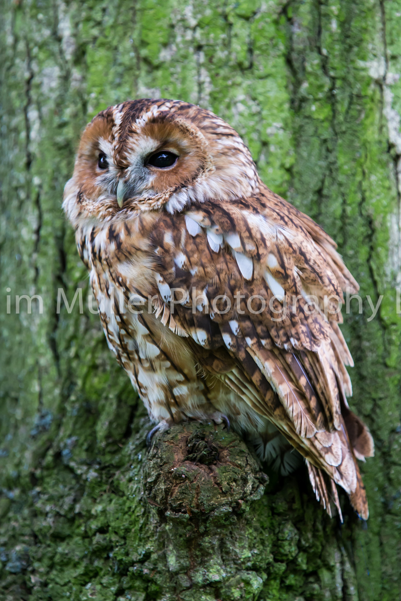 Tawny Owl