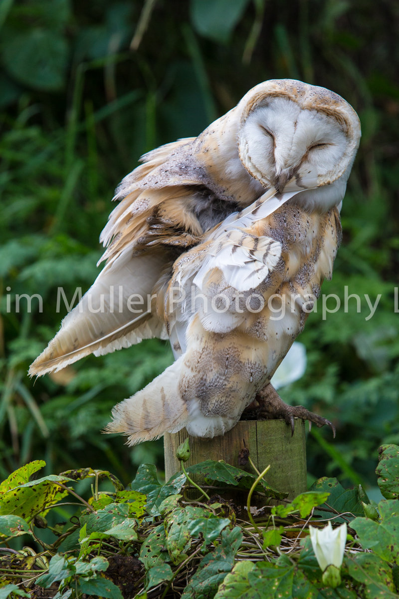 Barn Owl