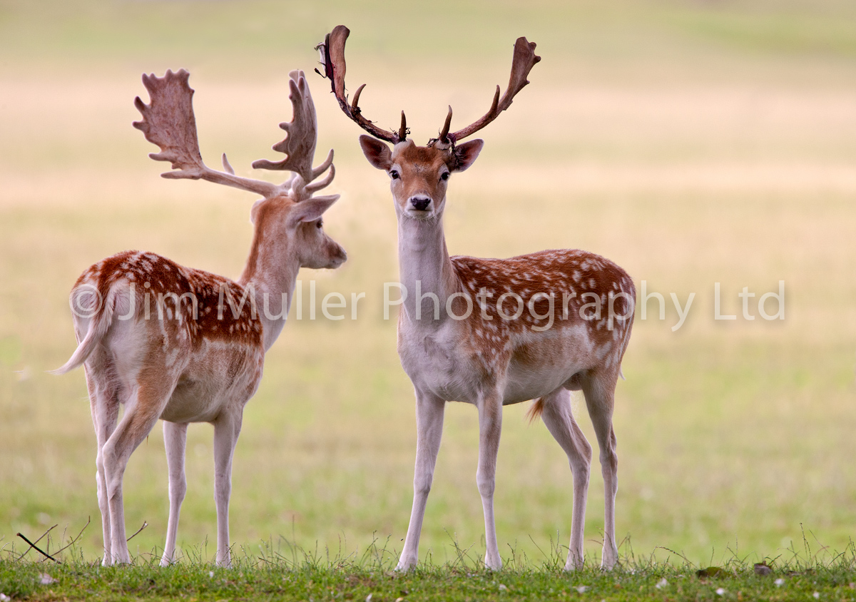 Fallow Deer (2)