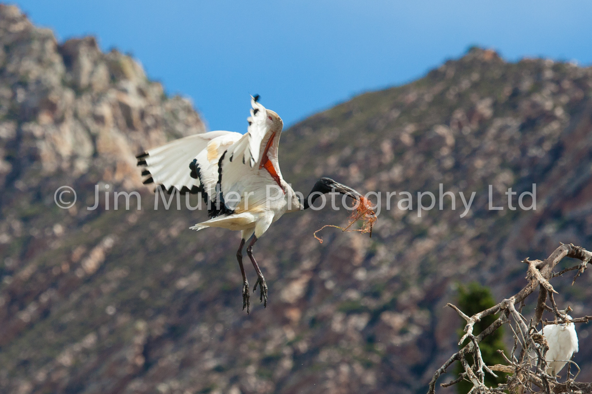 Sacred Ibis