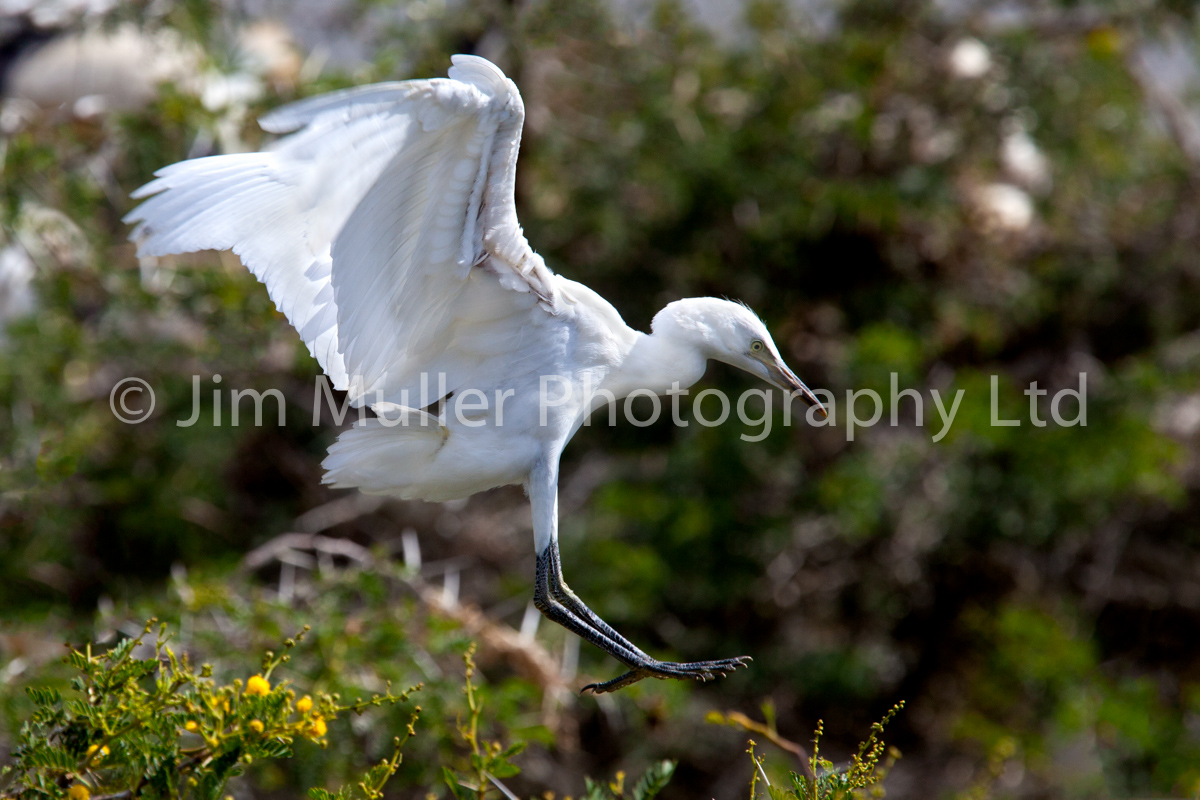 Little Egret