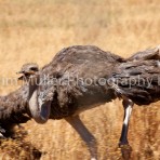 Ostrich on the Charge