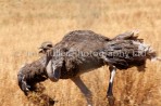 Ostrich on the Charge