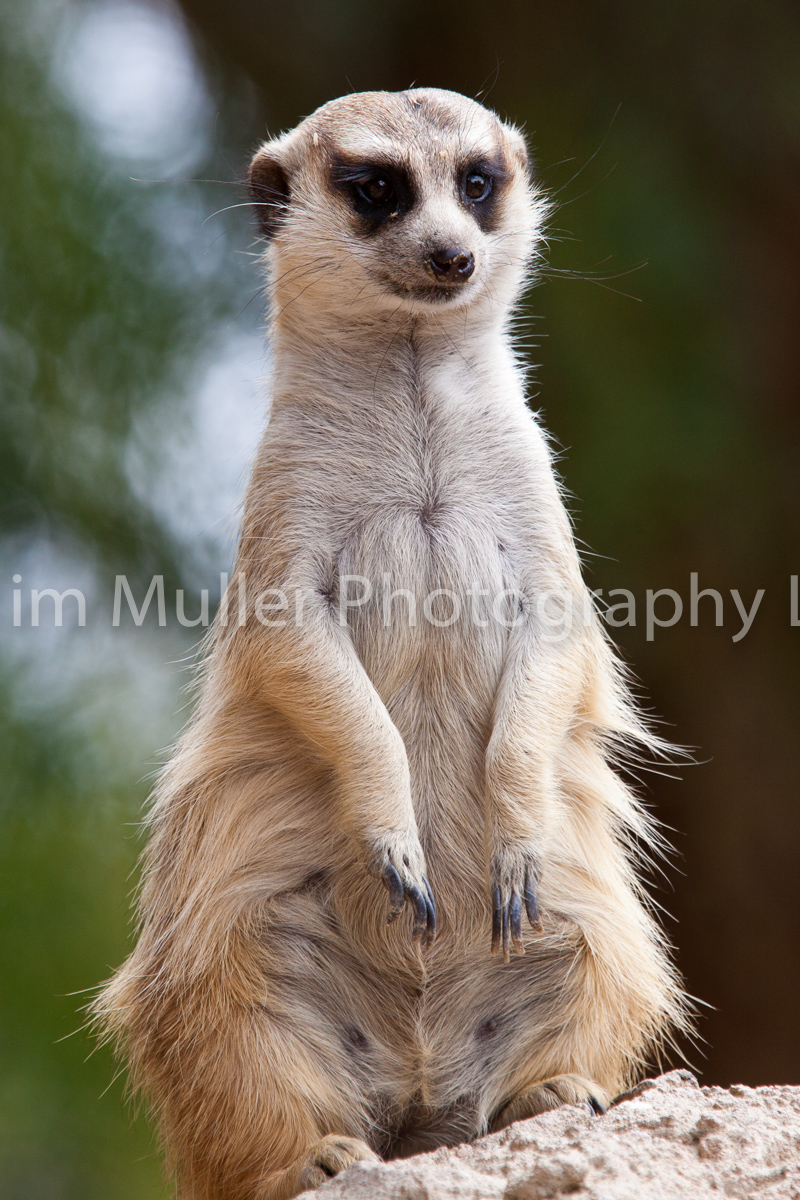 Meerkat ‘on guard’