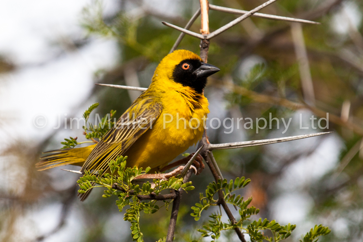 Weaver Bird