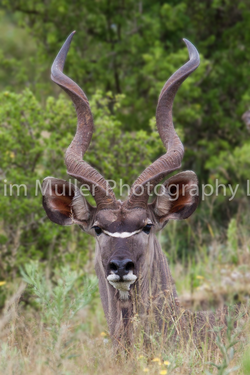 Kudu