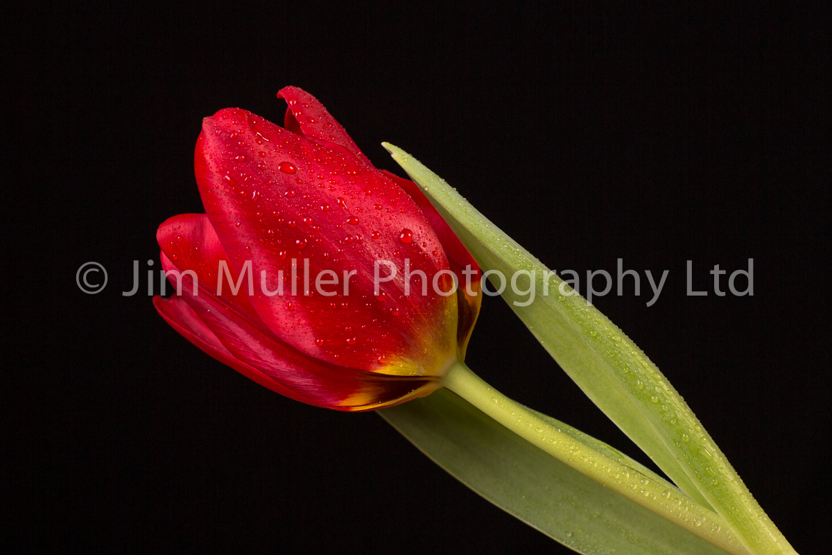 Tulip