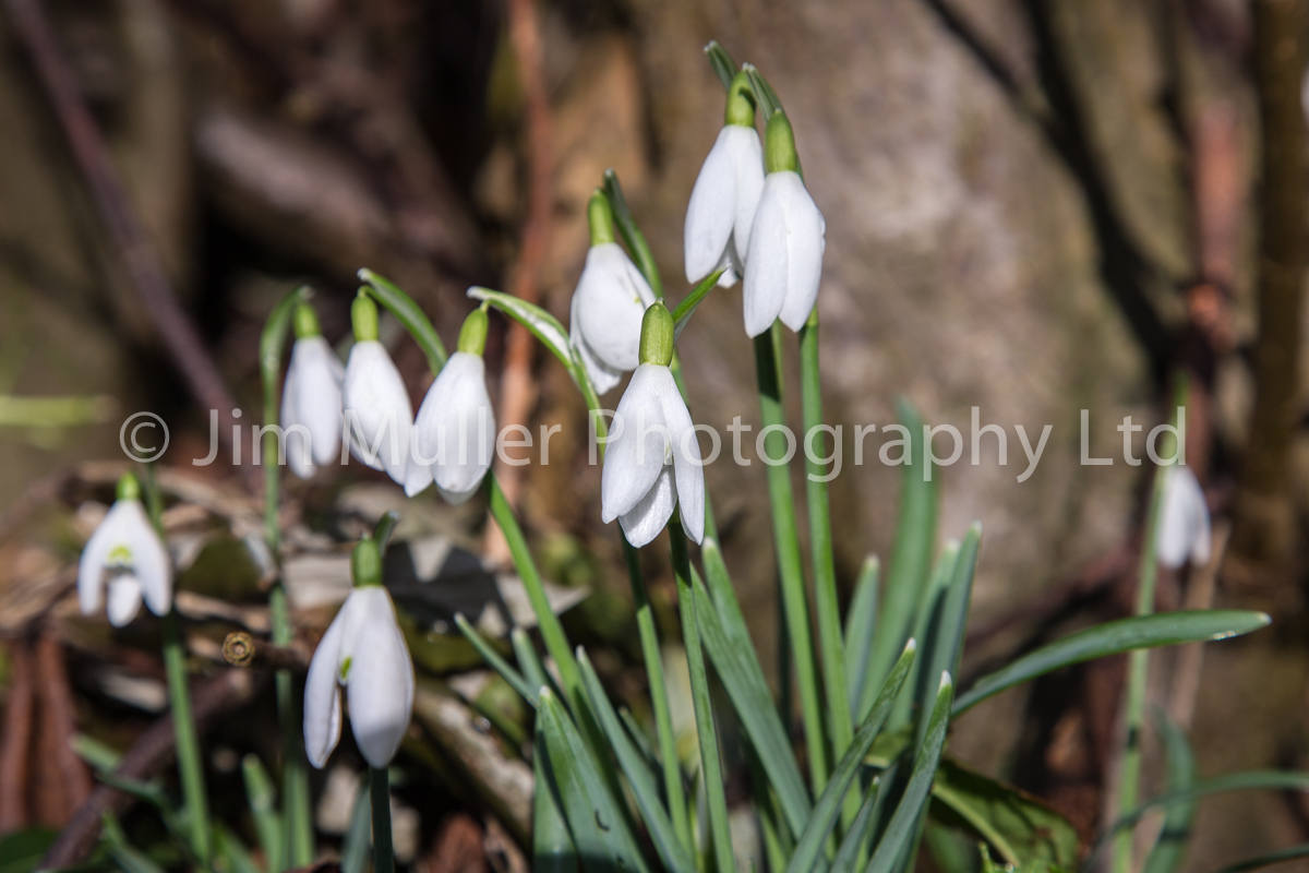 Snowdrops