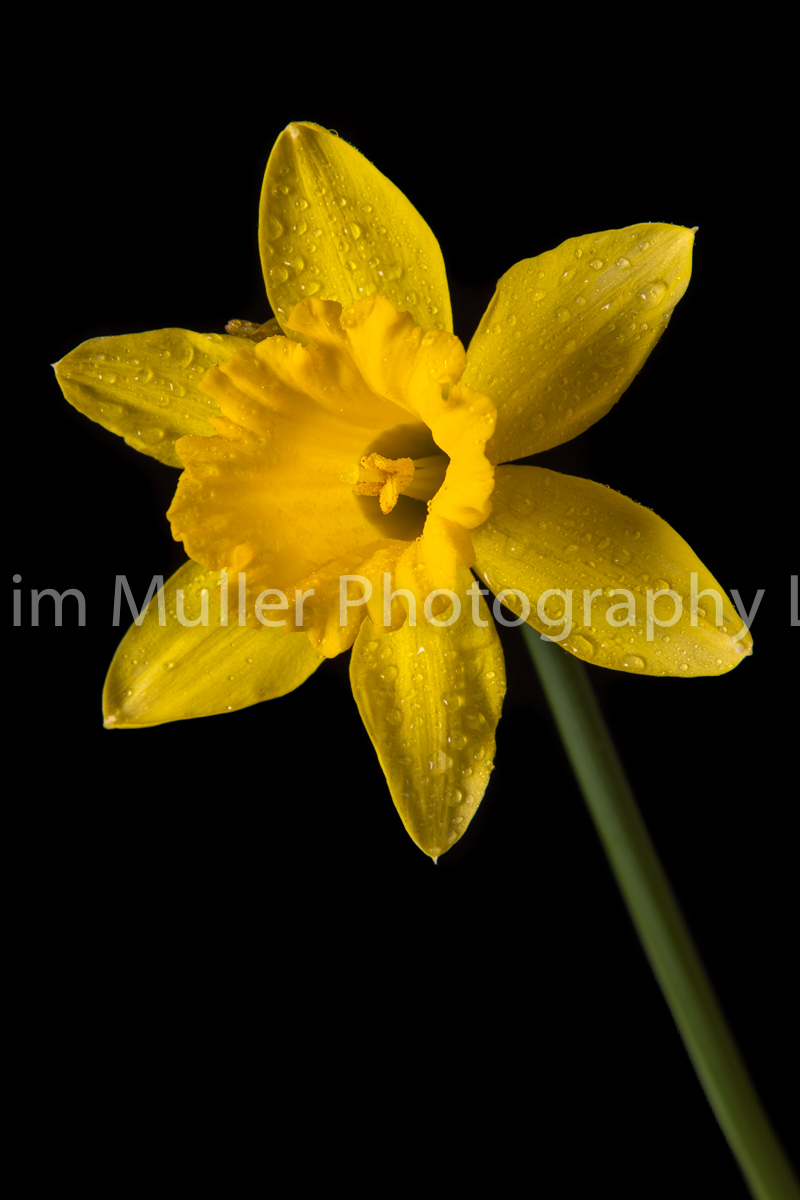 Daffodil (1)