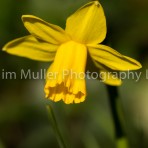 Daffodil (2)