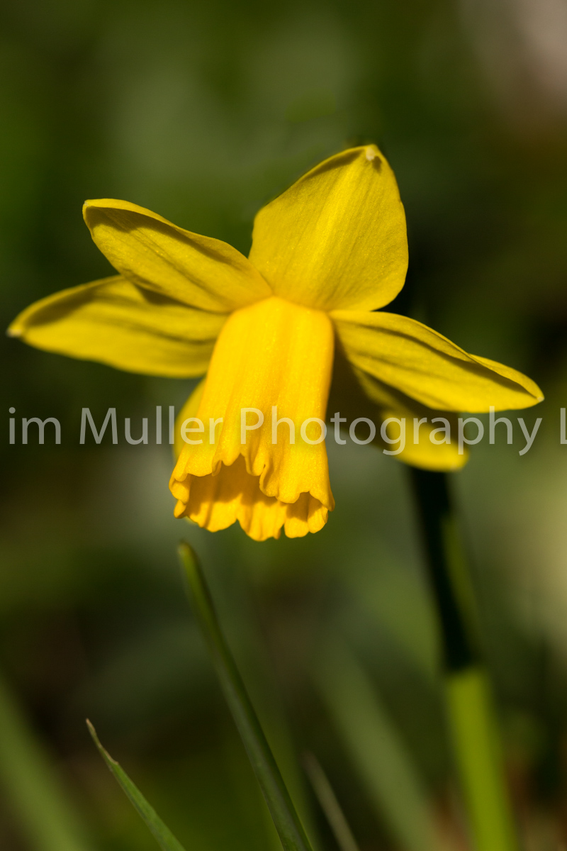 Daffodil (2)