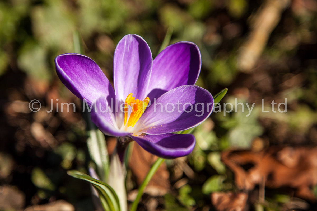 Crocus