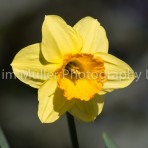 Daffodil (3)