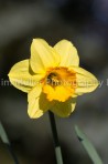 Daffodil (3)