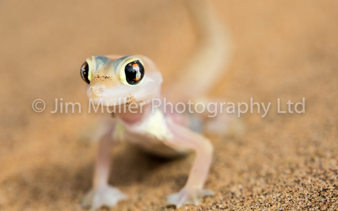 Dune Gecko