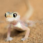 Dune Gecko