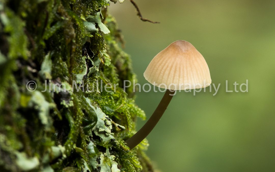 Woodland Fungus