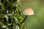Woodland Fungus