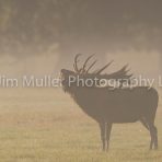 Red Deer at dawn